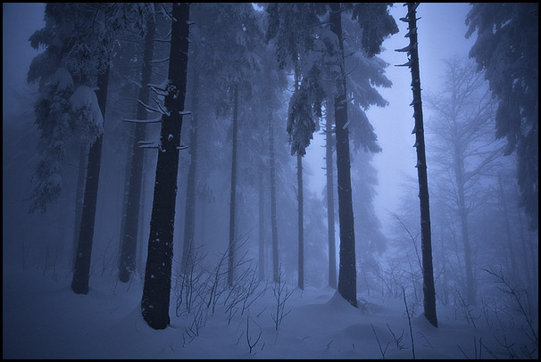 Forêt sous la neige et la brume. Ambiance hivernale. 