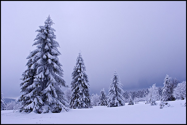 Sapins vosgiens sous la neige, La Serva, Bas-Rhin, Alsace