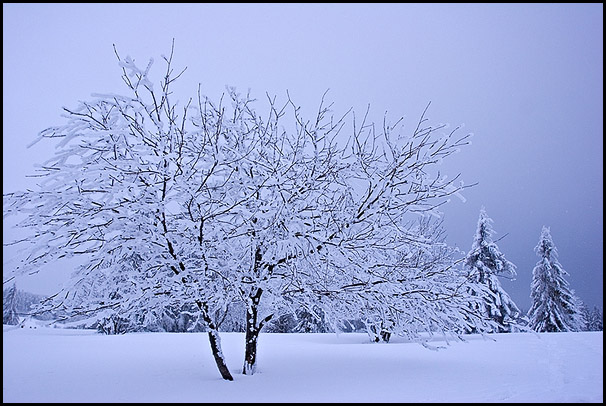 Arbre sous la neige, La Serva, Bas-Rhin, Alsace
