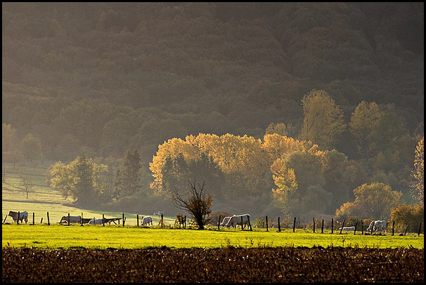 Lueur d'automne aux environs de Neuwiller-Les-Savernes