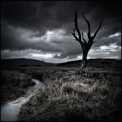 Death tree, Rannoch Moor, Lochaber, Highlands, Scotland