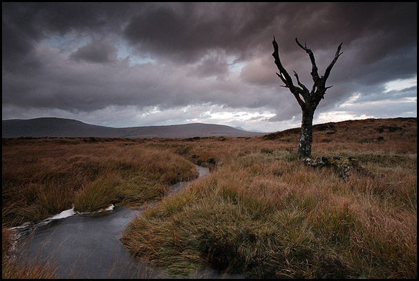 Death tree, Rannoch Moor, Lochaber, Highlands, Scotland